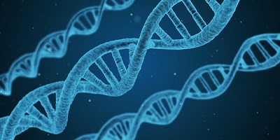 dna - genética
