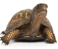 Tartaruga 01